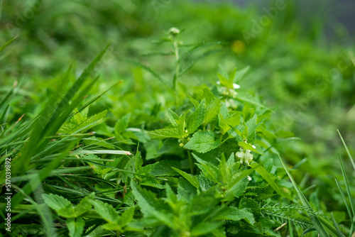 Floral garden in summer. Plants in park