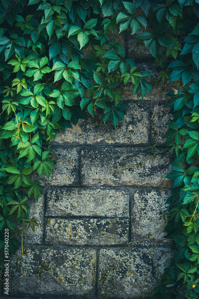 Background of aged stones surrounded by vine leaves Background of aged stones surrounded by vine leaves