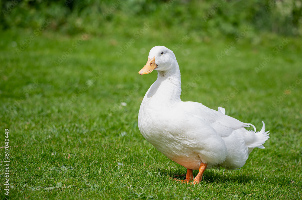 Large white heavy duck also known as America Pekin Duck, Long Island Duck, Pekin Duck, Aylesbury Duck, Anas platyrhynchos domesticus Large white heavy duck also known as America Pekin Duck, Long Island Duck, Pekin Duck, Aylesbury Duck, Anas platyrhynchos domesticus