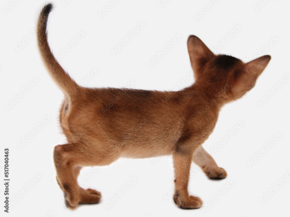 Abyssinian kitten, white wall background. Young beautiful purebred red short haired kitty. Small cute pets at cozy home. Top view banner. Funny adorable cats. Postcard concept. Close up, copy space.