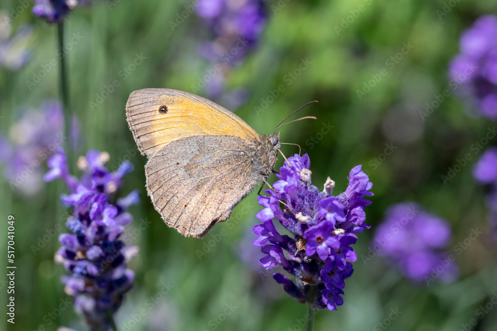 Brauner Waldvogel Schmetterling an Lavendel makro Brauner Waldvogel Schmetterling an Lavendel makro