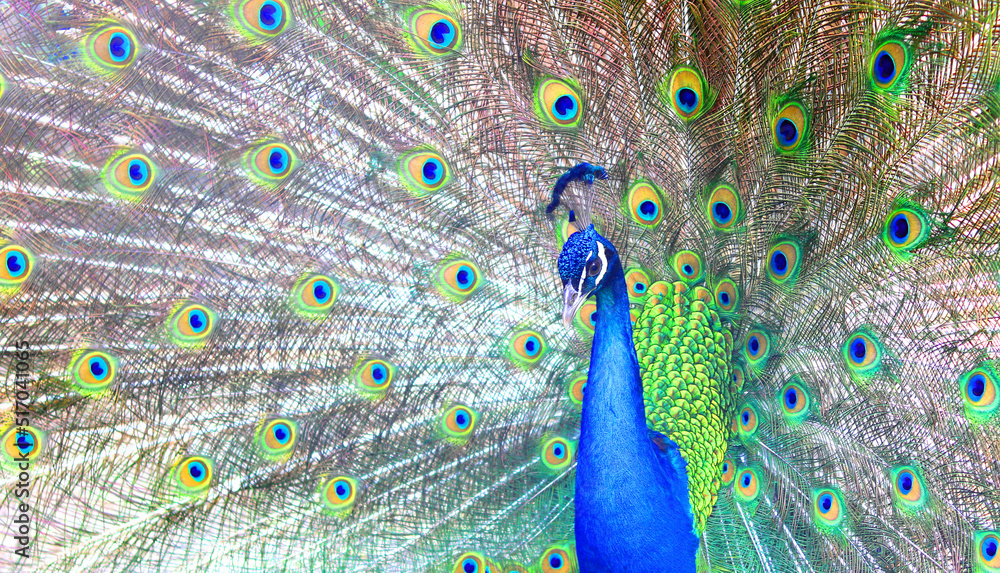 Obraz premium beautiful indian peacock with red feathers