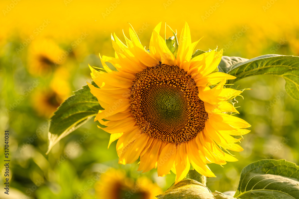 Fototapeta premium Bright sunflower with yellow petals and green leaves grows in rural field on blurred background. Agriculture in countryside close view