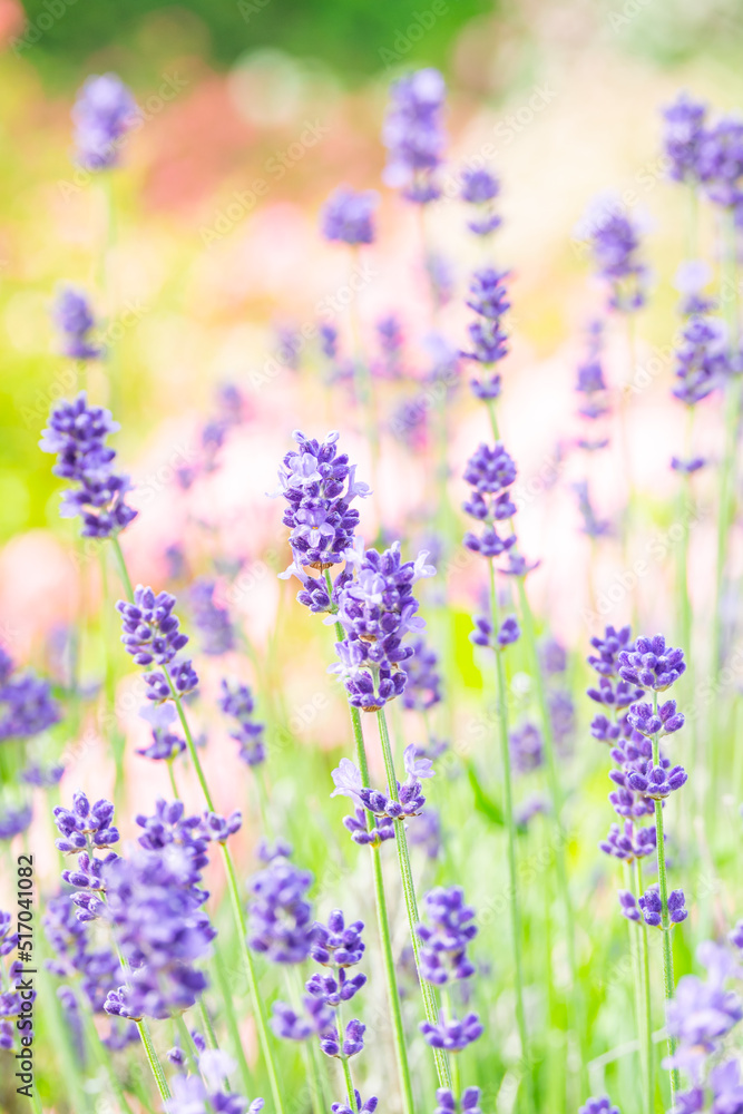 Naklejka premium イングリッシュラベンダー