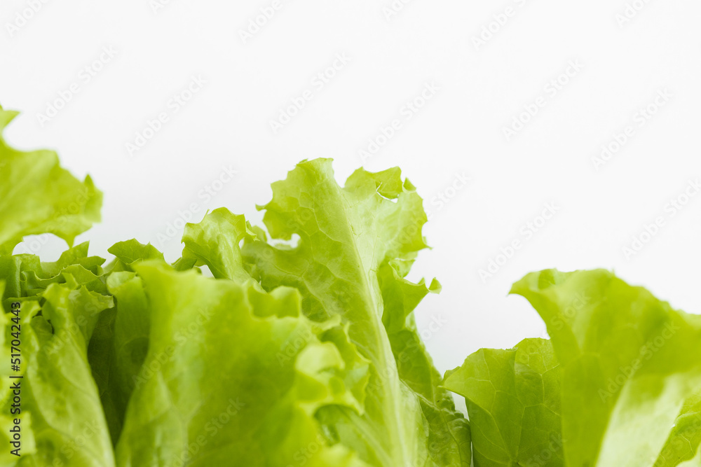 Lettuce farming, Downy mildew lettuce, problem and serious disease for