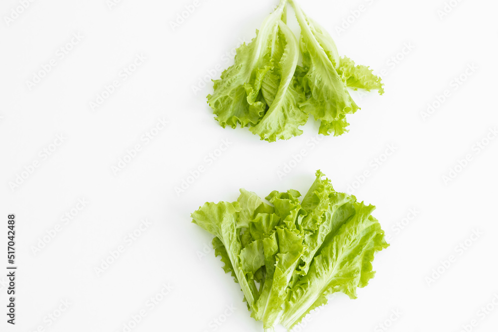 Lettuce farming, Downy mildew lettuce, problem and serious disease for