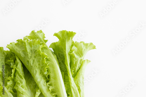 green butter lettuce vegetable or salad isolated on white background