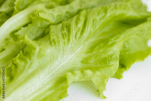 Green oak lettuce salad leaves isolated on white