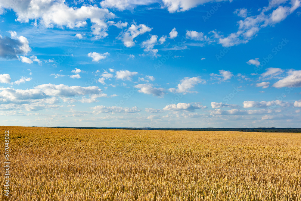 Wheat field on a summer day. Clear weather. Ripe harvest. Wheat field on a summer day. Clear weather. Ripe harvest.