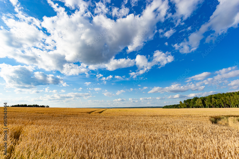Wheat field on a summer day. Clear weather. Ripe harvest.