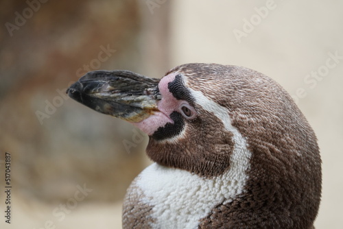 Humboldt penguin photo