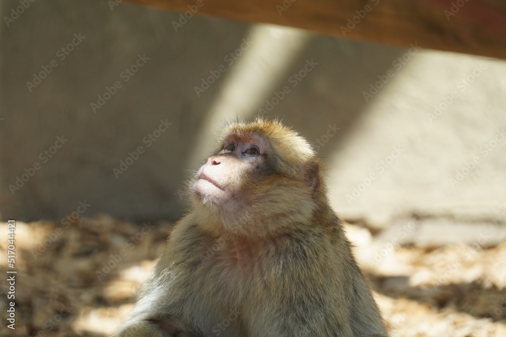 Naklejka premium Barbary macaque