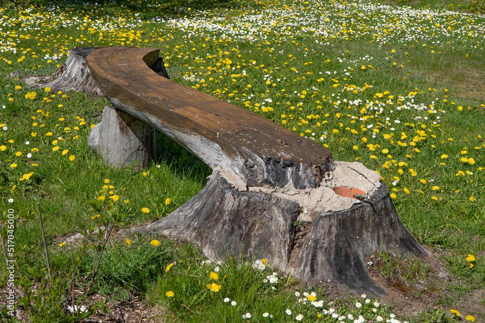 Obraz premium Burtnieki, Latvia - 18 May 2022: A natural wooden bench for relaxation and meditation, based on old stumps in a rural area in a dandelion meadow.