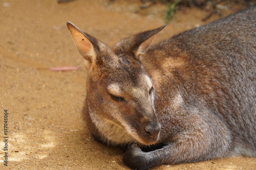 Fototapeta premium Red necked wallaby