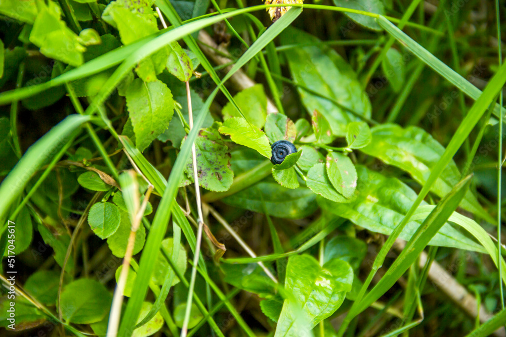 one rope berry of bilberry (Vaccinium myrtillus) one rope berry of bilberry (Vaccinium myrtillus)