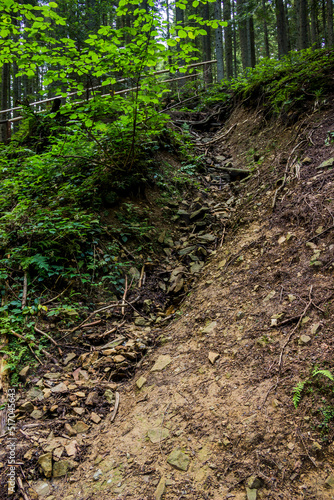 Fototapeta Naklejka Na Ścianę i Meble -  deep ravine in the forest