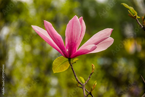 a blossoming purple magnolia  Magnolia liliiflora 