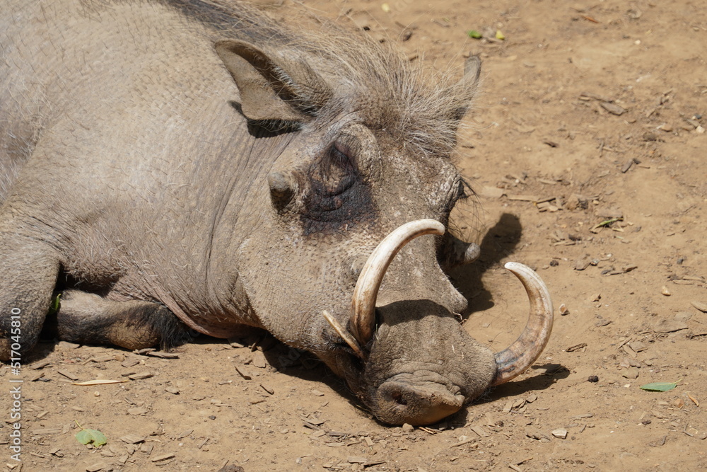 Fototapeta premium Common warthog
