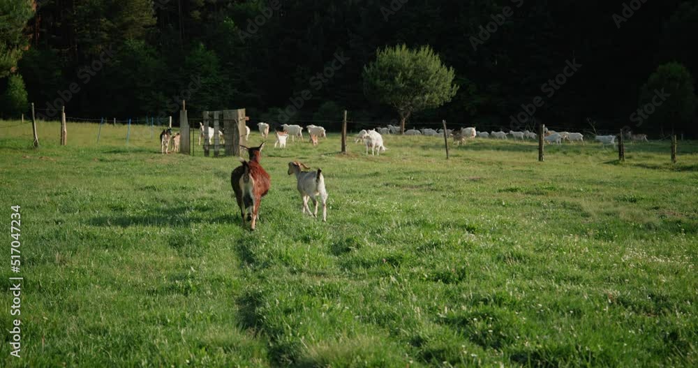 Herd of goats grazing on meadow during sunny day Herd of goats grazing on meadow during sunny day