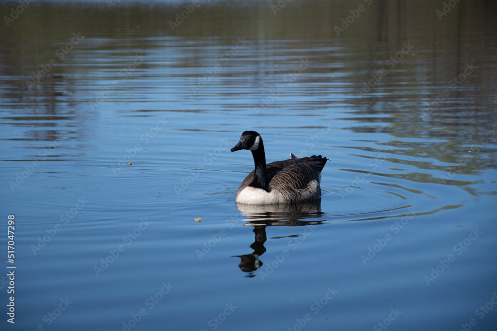 Obraz premium country goose swimming