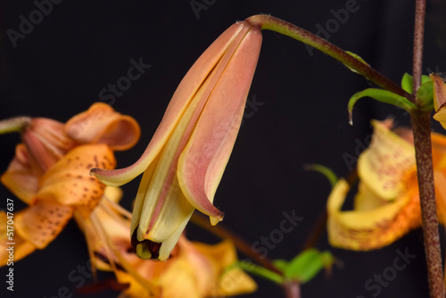 Tiger Lily Bud Opens 04 photo