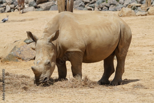 White rhinoceros