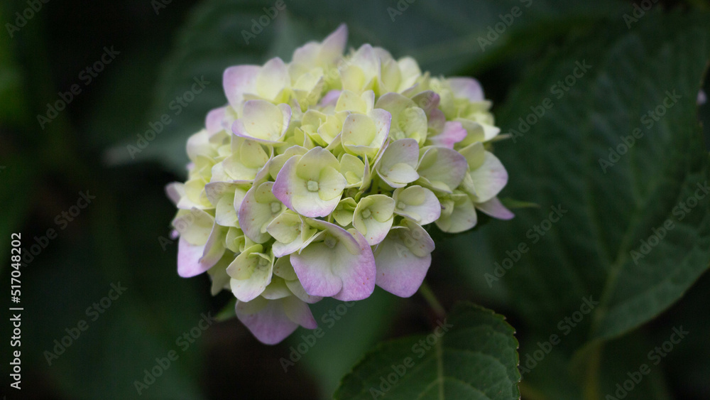 pink and white flower pink and white flower