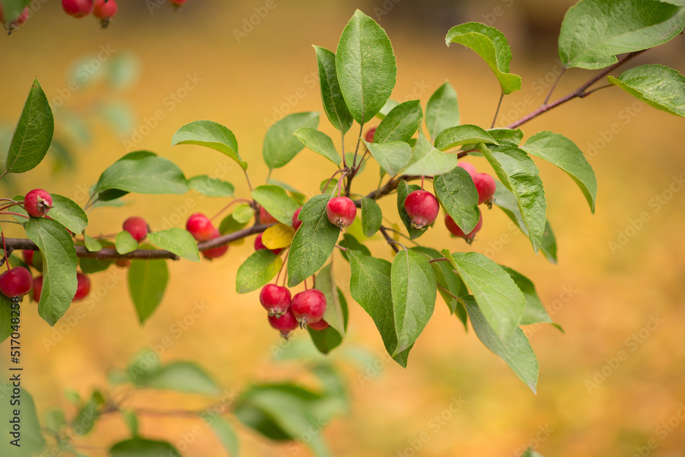Obraz premium Bright red apples on a decorative apple tree in the park.