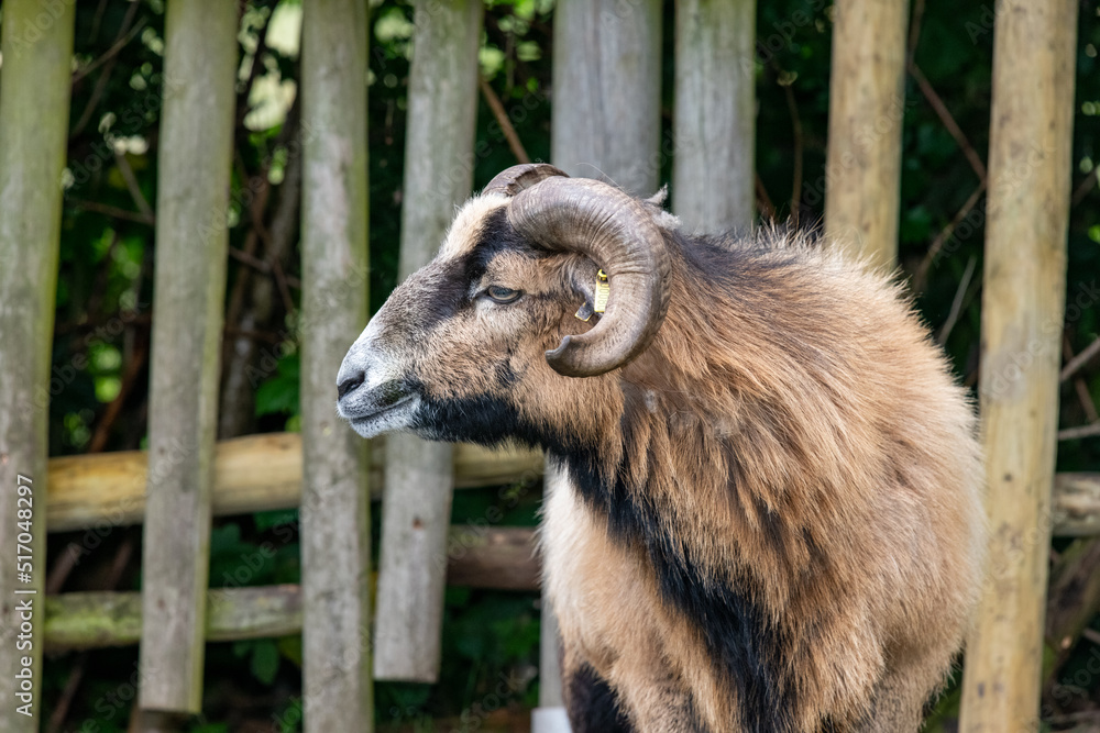 Portrait of a goat (capra hircus) in an enclosure