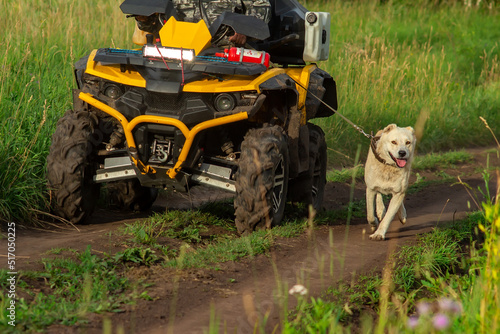 a yellow ATV rides along a dirt road with a man, a driver, uphill, who holds a large white dog of the Alabai breed by a leash tied with a rope running nearby photo