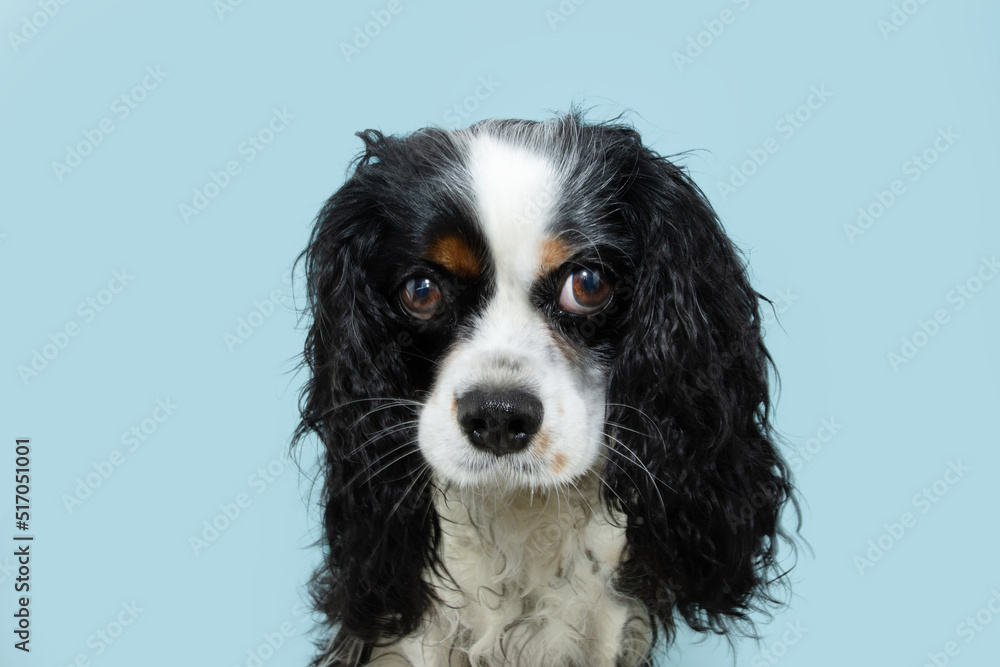 Cute and shy cavalier charles king dog looking with sweet eyes. Isolated on blue pastel background Cute and shy cavalier charles king dog looking with sweet eyes. Isolated on blue pastel background