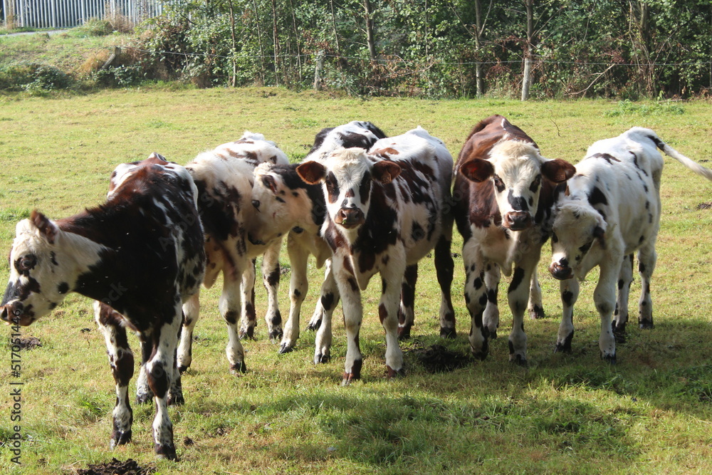 vaches, veaux et taureaux vaches, veaux et taureaux