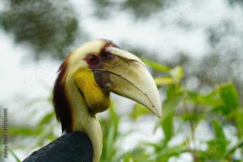 Wreathed hornbill