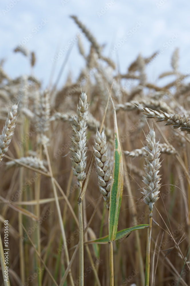 ears of wheat in the field ears of wheat in the field