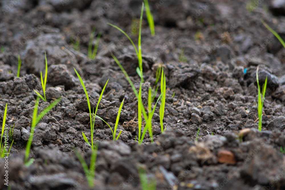 Grass in soil Grass in soil