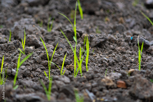 Grass in soil