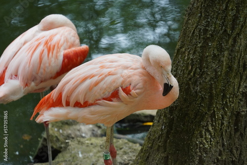 Chilean flamingo photo
