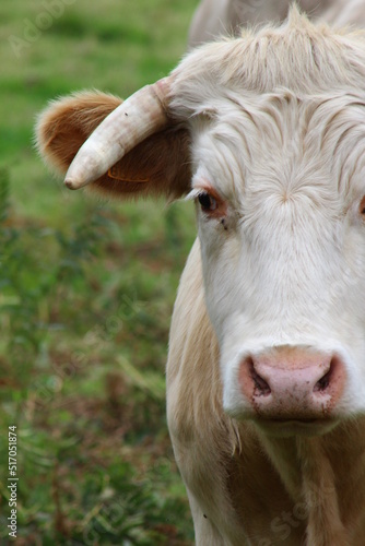 vaches, veaux et taureaux © nicolas
