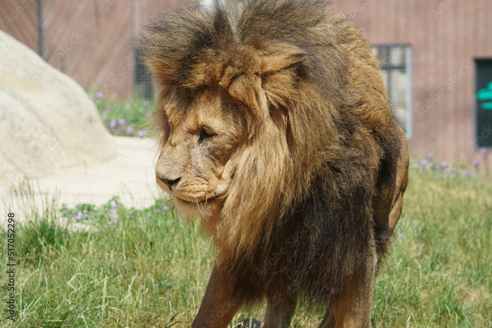 African lion