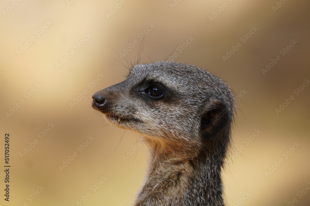 Fototapeta premium Meerkat
