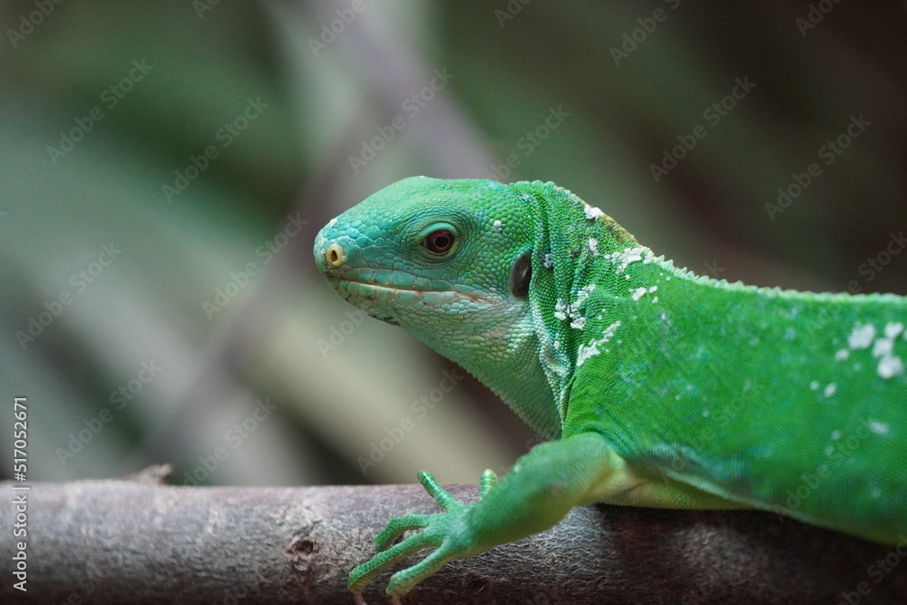 Fototapeta premium Fiji banded iguana