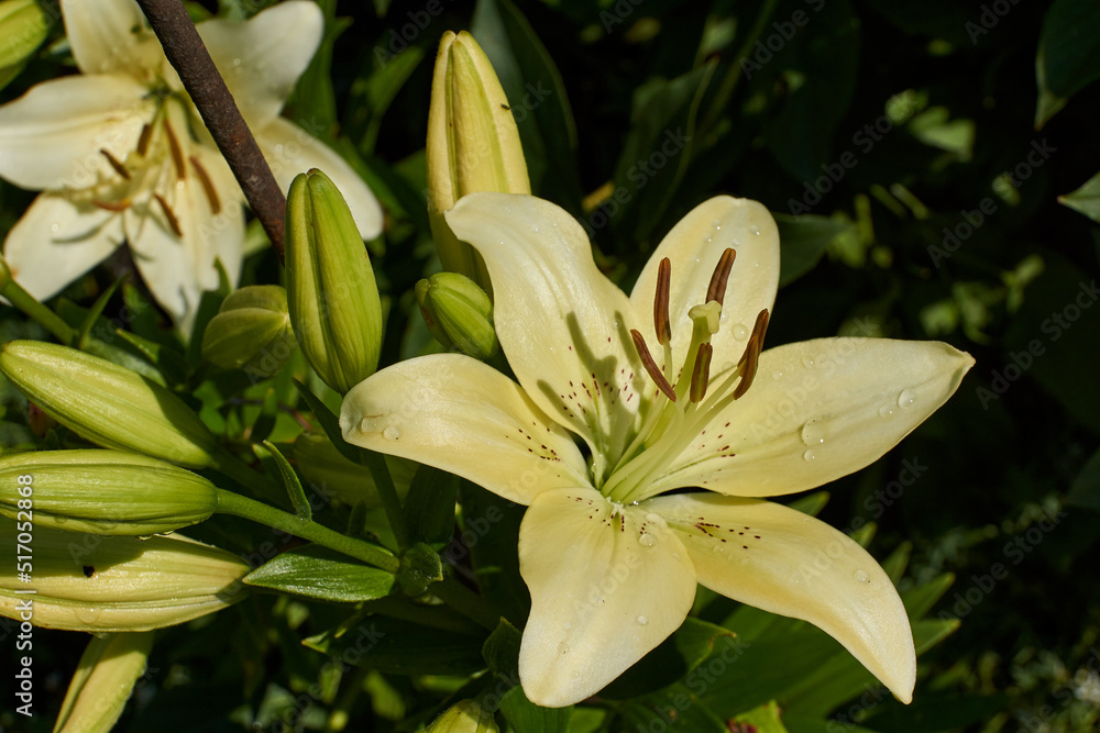 Lily (lat. Lilium) - the genus of plants of the family of Lily (Liliaceae). Lily blooms in the garden. Lily (lat. Lilium) - the genus of plants of the family of Lily (Liliaceae). Lily blooms in the garden.