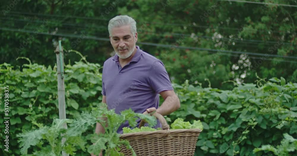 One senior person holding basket with organic food walking through locally grown garden. Happy older man carries lettuces outdoors One senior person holding basket with organic food walking through locally grown garden. Happy older man carries lettuces outdoors