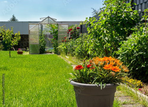 Greenhouse with tomatoes, cucumbers and zinnia flowers in a beautiful garden on bright green grass. In the foreground is a pot of Gazania flowers. Rose bushes and other plants. Gardening concept.