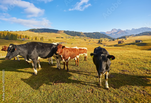 cows in high mountain pastures in autumn with rocky mountains with snow and colorful trees plateau of Siusi Alps in Trentino, taly photo