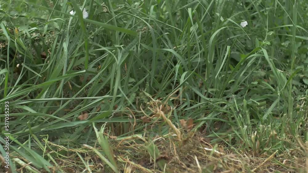 Cutting Grass Weed Using a Scythe in Slow Motion Cutting Grass Weed Using a Scythe in Slow Motion