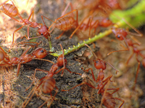 close-up of weaver ants colony caught the grasshopper © Indra