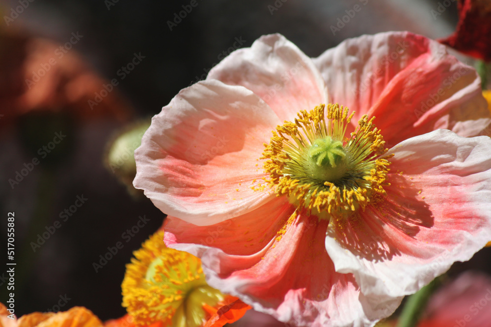 Close up view hybrid cultivar Papaver nudicaule iceland poppy flower bloom in vivid pink hues Close up view hybrid cultivar Papaver nudicaule iceland poppy flower bloom in vivid pink hues