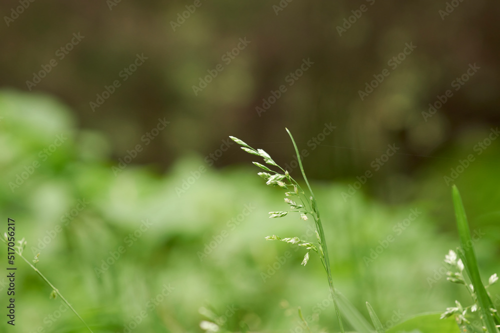 growing sprout in the nature forest, can be used to represent gardening, spiritual calm or organic farming growing sprout in the nature forest, can be used to represent gardening, spiritual calm or organic farming