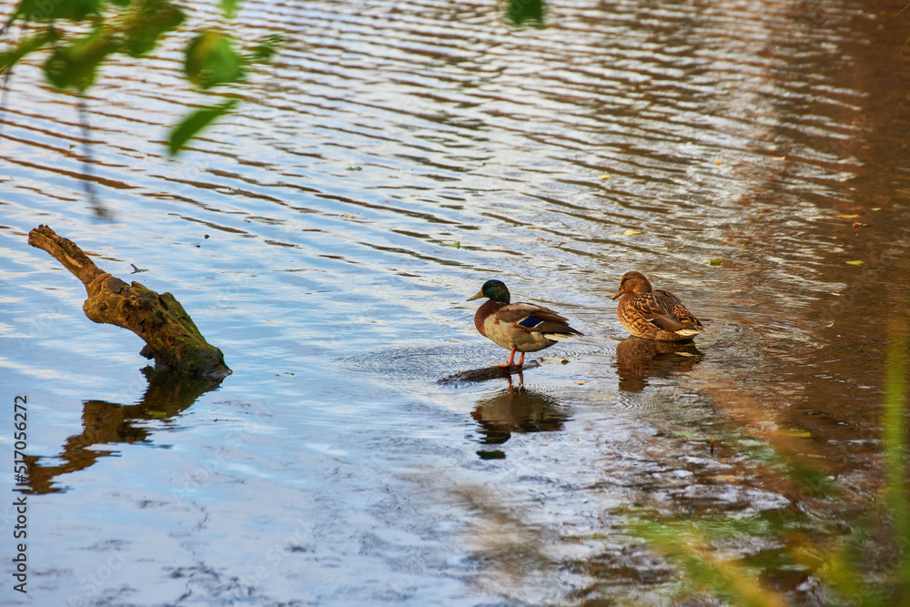 Φωτογραφία Male and female mallard duck swimming on a pond with green water